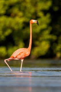 American flamingo (Phoenicopterus ruber) feeding in a lagoon in Cuba