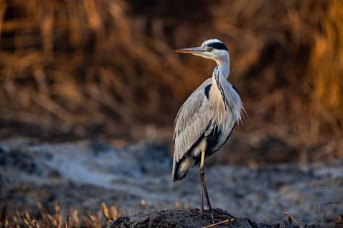 Grey heron (Ardea cinerea) Germany