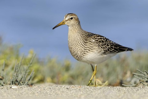 Pectoral Sandpiper (Calidris melanotos), British Columbia, Canada