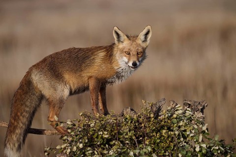 An alert red fox poised atop a stump in a field, with a blurred background of dry grass silhouetted