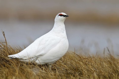 Rock Ptarmigan (Lagopus muta) male, Alaska, USA