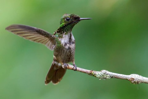 Festive Coquette (Lophornis chalybeus) perched on a branch in the Atlantic rainforest of southeast