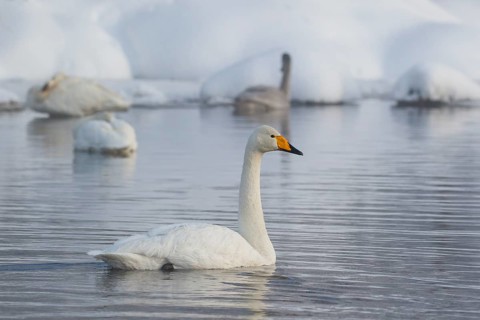 Whooper Swan (Cygnus cygnus) group, Finland