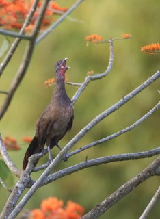 Rufous-vented Chachalaca (Ortalis ruficauda ruficauda) calling, Trinidad and Tobago