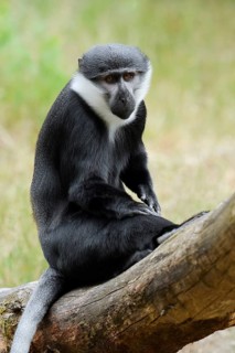 L'Hoest's monkey (Allochrocebus lhoesti, Cercopithecus lhoesti), captive, native to Africa