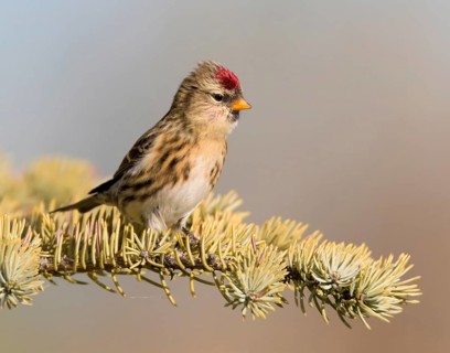 Common Redpoll, Acanthis flammea, perches on a spruce tree, in Saskatchewan, Canada