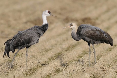 Hooded Crane (Grus monacha) juvenile, Arasaki, Japan