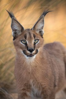 Caracal (Caracal caracal) portrait, Castile-La Mancha, Spain