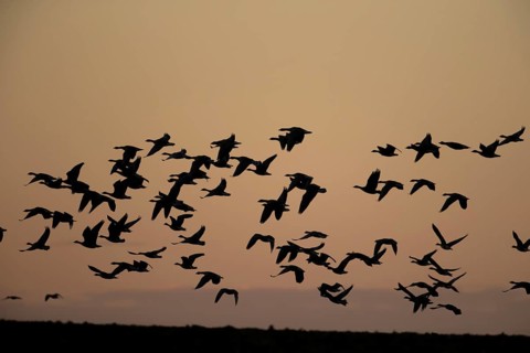 Pink-footed goose (Anser brachyrhynchus) adult geese birds taking off in flight in a large flock or