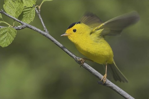 Wilson's Warbler (Cardellina pusilla) male, British Columbia, Canada