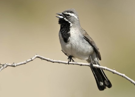 Black-throated Sparrow (Amphispiza bilineata), Arizona, USA