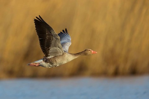 Greylag goose, Anser Anser, flight photo, lateral, Wagbachniederung, Baden-W¸rttemberg, Germany