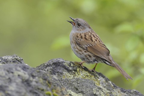 Dunnock (Prunella modularis) singing, North Rhine-Westphalia, Germany