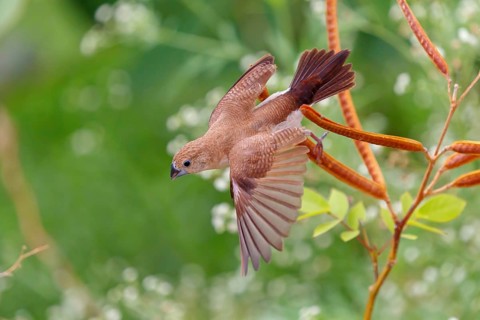African Silverbill, (Lonchura cantans), on perch, Ayn Tobroq and Ayn Athum junction, Salalah,