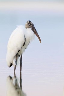Wood Stork (Mycteria americana), Florida, USA