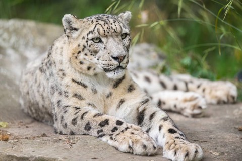 Snow leopard (Panthera uncia) lying on a rock, captive, habitat in Asia