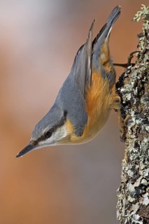 Eurasian nuthatch (Sitta europaea), Sittelle torchepot, Trepador Azul, Battenberg, Tiszaalpár,