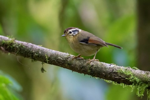 Rufous-winged Fulvetta (Alcippe castaneceps), Ngoc Linh, Vietnam