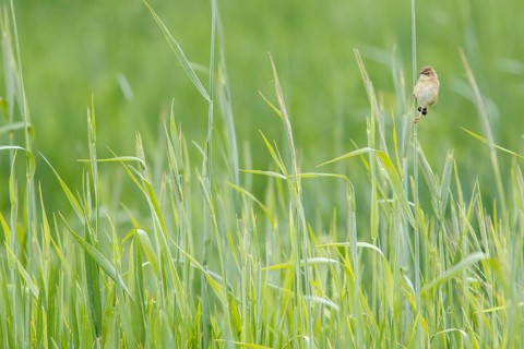 Zitting cisticola (Cisticola juncidis), on cereal field, Galicia, Spain