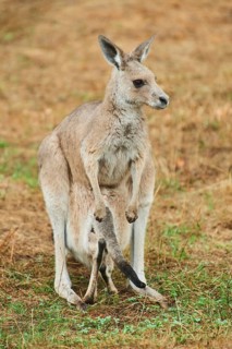 Eastern grey kangaroo (Macropus giganteus) standing on a tried up meadow, raining, Bavaria, Germany