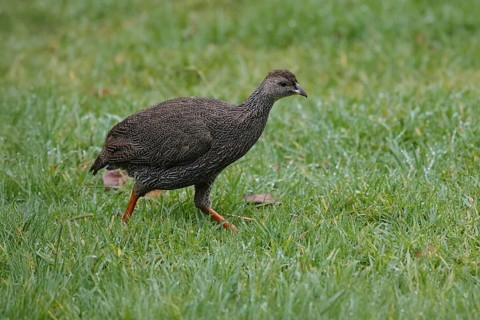 Cape Francolin (Pternistis capensis), adult, running, foraging, Karoo Desert Botanic Garden,