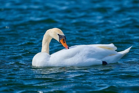 A swan preens its feathers while floating on the water, Mute Swan (Cygnus olor), spring, bird
