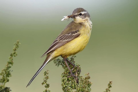 Western Yellow Wagtail (Motacilla flava), Lower Saxony, Germany