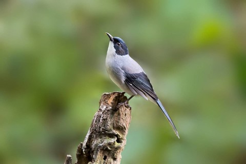 Black-headed Sibia (Heterophasia desgodinsi), Yunnan, China