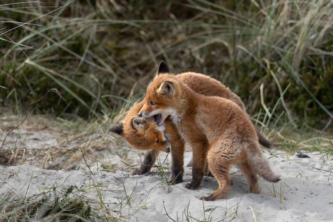 When the red fox cubs (Vulpes vulpes) are not playing and wrestling, they are exploring their