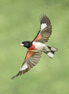 Rose-breasted Grosbeak (Pheucticus ludovicianus) male flying, Texas, USA