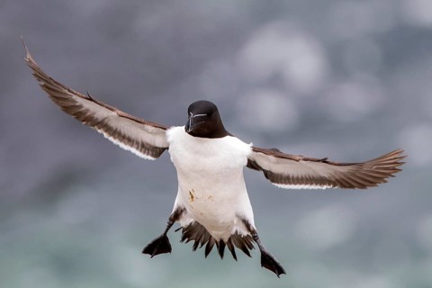 Razorbill (Alca torda islandica) flying, Saltee Islands, Ireland