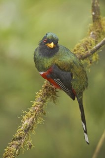 Masked Trogon (Trogon personatus) male, Ecuador
