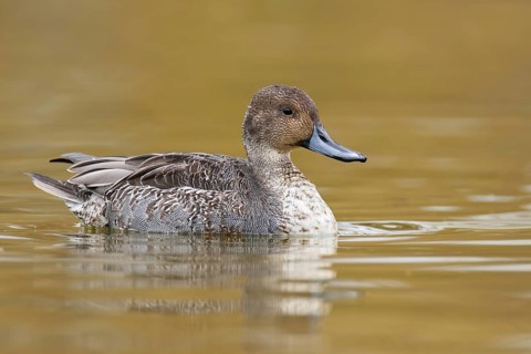 Northern Pintail (Anas acuta) juvenile male, British Columbia, Canada