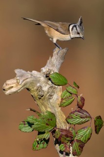 Crested Tit (Lophophanes cristatus), on a branch overgrown with blackberry vines, Biosphere