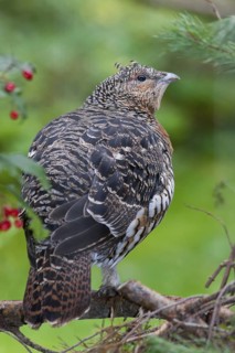 Western Capercaillie (Tetrao urogallus) female, Bavaria, Germany