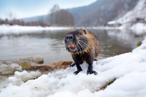 Nutria, wide angle with habitat. Nutria, Myocastor coypus, winter mouse with big tooth in the snow,