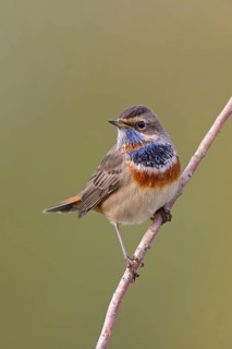 Bluethroat, (Luscinia svecica), (Luscinia svecicus), animals, birds, male, songbird, songbirds,