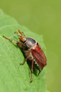 May beetle, wood cockchafer (Melolontha hippocastani), male, on leaf of a horse chestnut (Aesculus