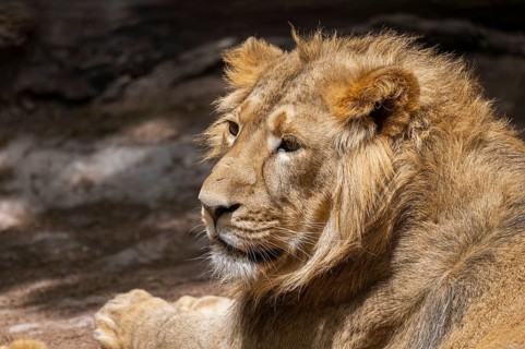 One year old Asiatic lion (Panthera leo persica) male, lying on the ground, portrait, captive,