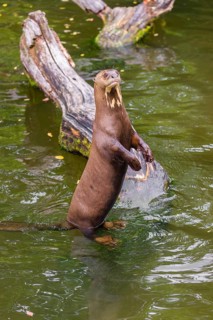 An adult giant otter or giant river otter (Pteronura brasiliensis) stands tall in the shallow water