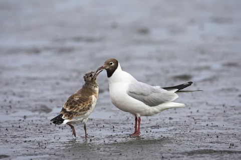Black-headed Gull (Chroicocephalus ridibundus) juvenile, Germany