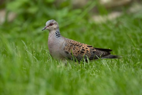 Turtle dove (Streptopelia turtur) adult bird standing in grassland in summer, England, United