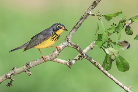 Canada Warbler (Cardellina canadensis) male perched on a branch, Texas, USA