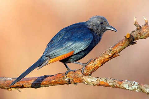A Red-winged Starling on a perch, (Onychognathus morio), Africa, South Africa, KwaZulu-Natal,