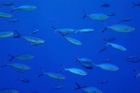Red Sea Fusilier (Caesio suevica)