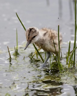 Pied Avocet (Recurvirostra avosetta) juvenile, Schleswig-Holstein, Germany
