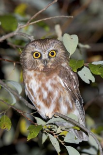 Northern Saw-whet Owl Aegolius acadicus Duluth, Minnesota, USA 15 October Adult Temporary Captive