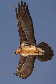 Bearded Vulture (Gypaetus barbatus) flying, Pyrenees, Spain