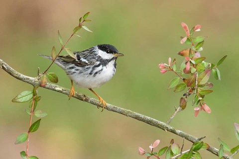 Blackpoll Warbler (Setophaga striata) male perched on a branch, Texas, USA