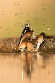 Hawfinch (Coccothraustes coccothraustes) male bathing, Serbia